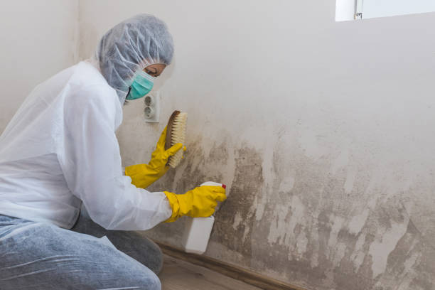 Best Local Mold Removal Service  in Elwood, IN