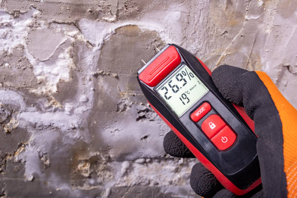 Best Mold Removal Company Near Me  in Elwood, IN