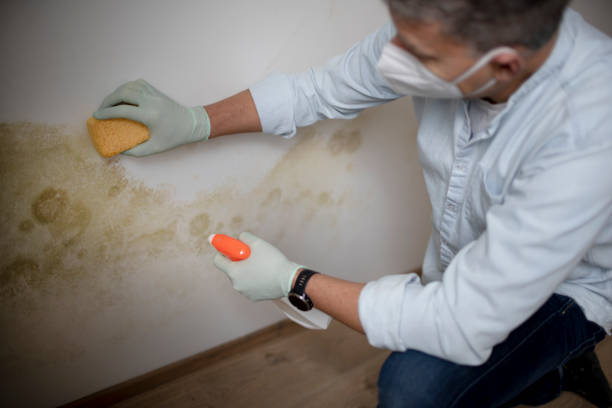 Best Fast Mold Removal  in Elwood, IN