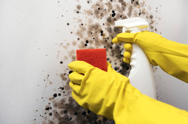 Attic Mold Removal in Elwood, IN