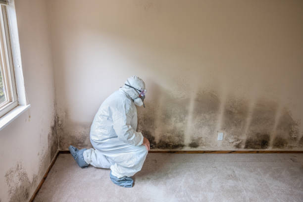 Best Attic Mold Removal  in Elwood, IN