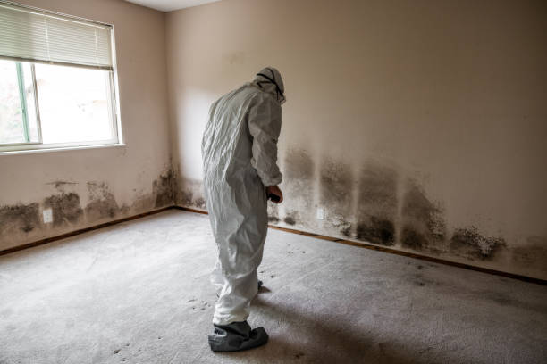 Best Certified Mold Removal  in Elwood, IN