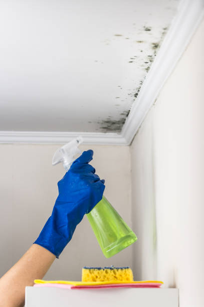 Best Commercial Mold Removal  in Elwood, IN