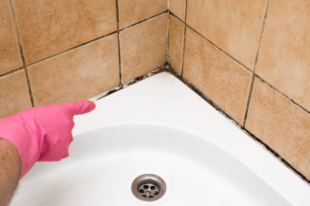 Best Office Mold Removal Services  in Elwood, IN
